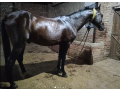 horse-for-sale-age-4-year-old-jhang-breedneat-and-clean-small-0