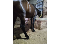 horse-for-sale-age-4-year-old-jhang-breedneat-and-clean-small-2