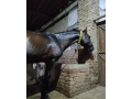 horse-for-sale-age-4-year-old-jhang-breedneat-and-clean-small-1