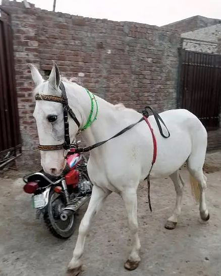 Female horse for sale / Pure white Horse
