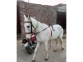 female-horse-for-sale-pure-white-horse-small-0