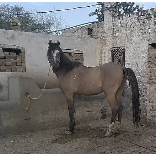 Beautiful kulla horse for sale 0302 5437796