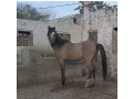 beautiful-kulla-horse-for-sale-0302-5437796-small-1
