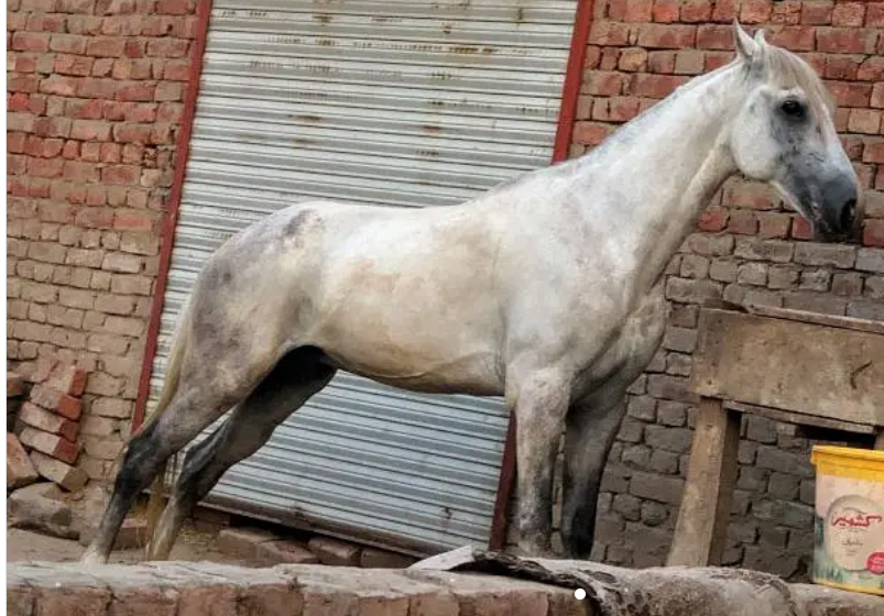 Desi horse for sale Due to abroad Visit
