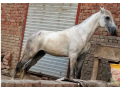 desi-horse-for-sale-due-to-abroad-visit-small-0