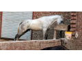 desi-horse-for-sale-due-to-abroad-visit-small-1