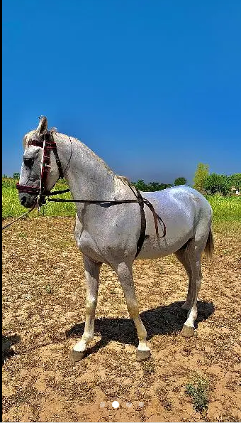 Makhi sabz colour horse for sale