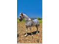 makhi-sabz-colour-horse-for-sale-small-1