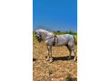 makhi-sabz-colour-horse-for-sale-small-0