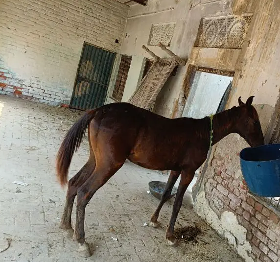 Horse for sale urgent
