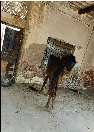 Horse for sale urgent