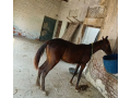 horse-for-sale-urgent-small-2