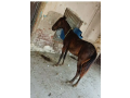 horse-for-sale-urgent-small-1