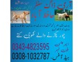 army-dog-center-pakistan-03434823595-small-0