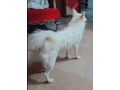 russian-male-dog-for-sale-small-0
