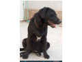 labrador-puppies-female-available-for-sale-03064249567-small-0