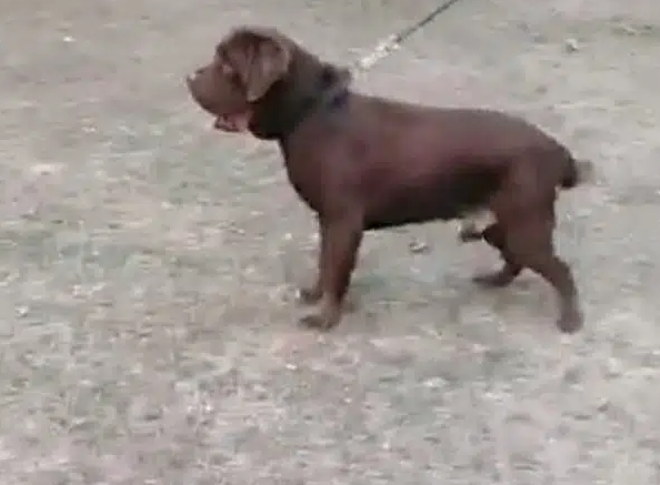 Labrador chocolate Male stud available