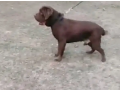 labrador-chocolate-male-stud-available-small-1