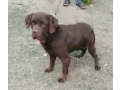 labrador-chocolate-male-stud-available-small-0