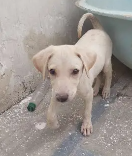 Labrador dog puppy for sale