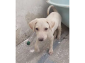 labrador-dog-puppy-for-sale-small-0