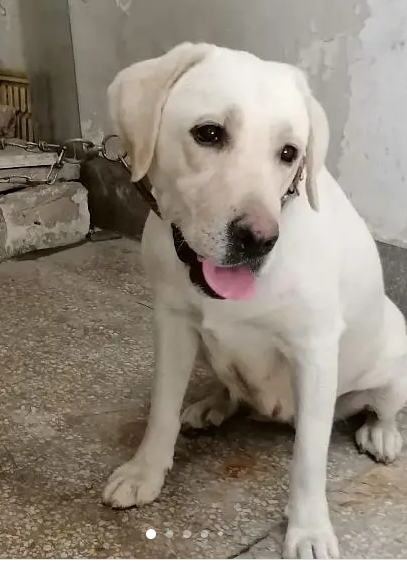Lab female fully active