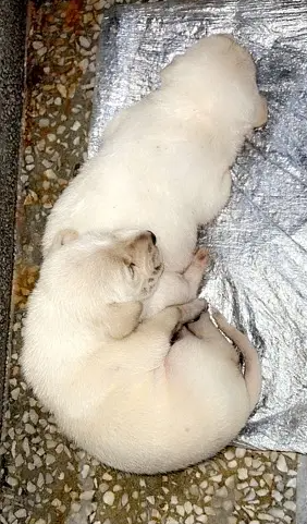 Labrador pair for sale