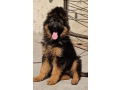 german-shepherd-puppies-small-0