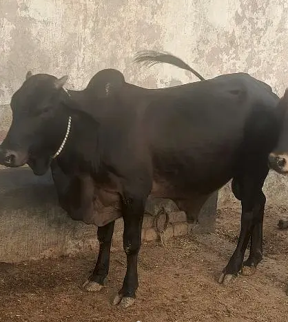 Bull / Cow For Sale / Bull For Sale / Qurbani ka janwar