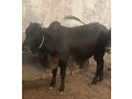 bull-cow-for-sale-bull-for-sale-qurbani-ka-janwar-small-0