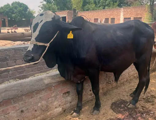 14 Premium Healty Cows for Sale - Ready for Bari Eid!