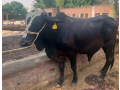 14-premium-healty-cows-for-sale-ready-for-bari-eid-small-0
