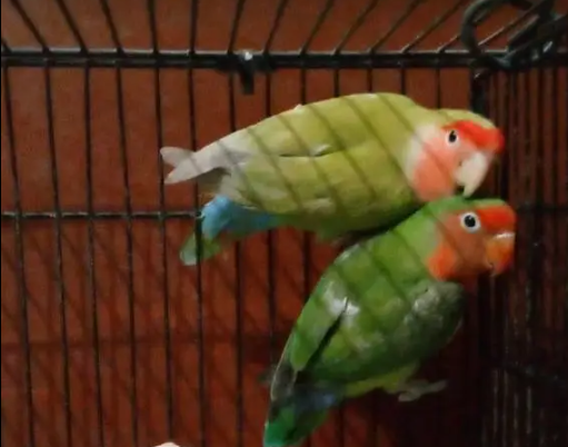 Lovebird Pair For Sale