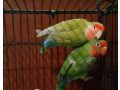 lovebird-pair-for-sale-small-0