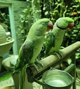 Hand Tamed Raw Kashmiri Parrot Pai