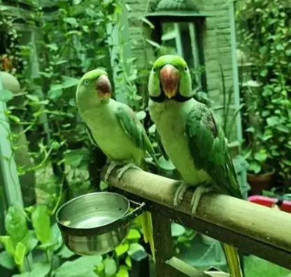 Hand Tamed Raw Kashmiri Parrot Pai