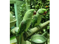 hand-tamed-raw-kashmiri-parrot-pai-small-1