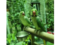 hand-tamed-raw-kashmiri-parrot-pai-small-0