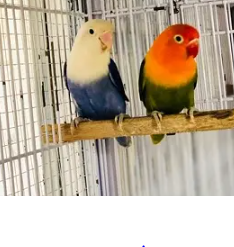 Opaline Breeder Pair