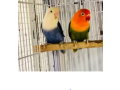 opaline-breeder-pair-small-0