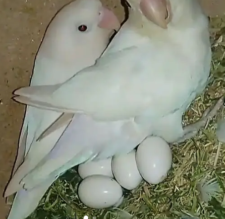 Albino black eye pair