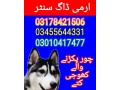 army-dog-center-sahiwal-03010417477-small-0