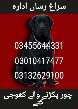 Army dog center peshawar 03455644331