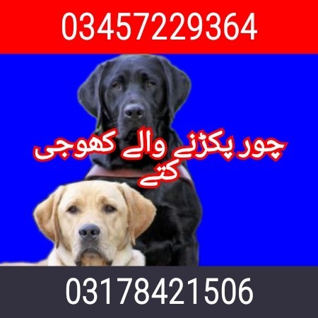 Army dog center abbottabad 03457229364