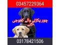 army-dog-center-abbottabad-03457229364-small-0