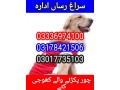 army-dog-center-rahim-yar-khan-03017735103-small-0