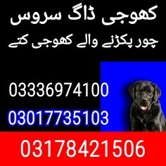 Army dog center islamabad 03336974100