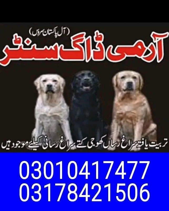 Army dog center rawalpindi 03178421506