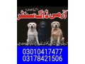 army-dog-center-rawalpindi-03178421506-small-0