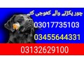 army-dog-center-taxila-03017735103-small-0